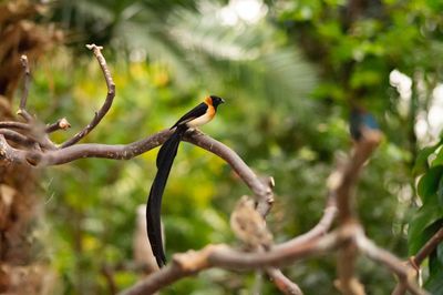 Low angle view of bird perching on branch