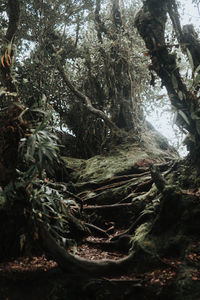 Trees growing in forest