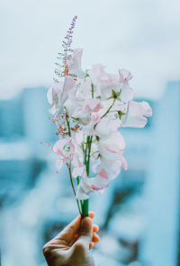 Close-up of hand on cherry blossom