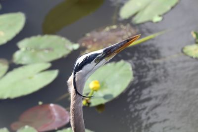 Close-up of gray heron on plant