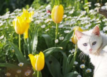 cat