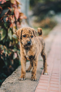 Portrait of dog standing on footpath