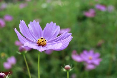 Close-up of purple cosmos flower