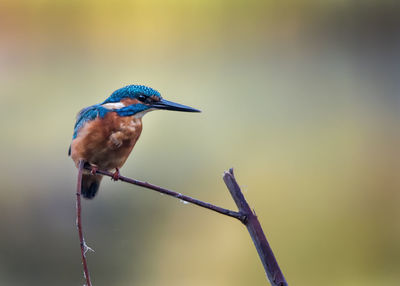 Close-up of kingfisher perching on twig