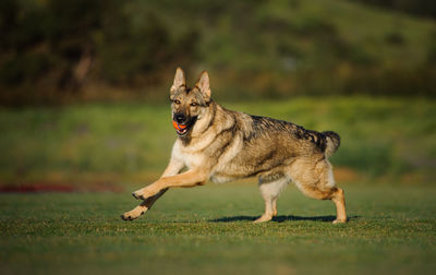 Portrait of german shepherd carrying ball in mouth while running on field