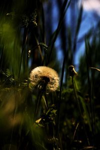 Close-up of dandelion on field