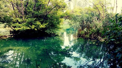 Reflection of trees in water