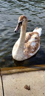 Swan swimming in lake