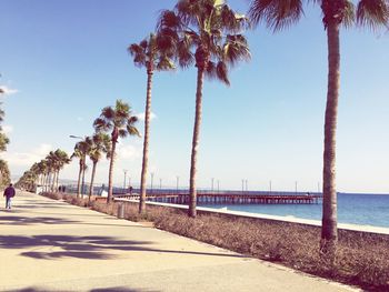 Pier by palm trees at harbor against sky