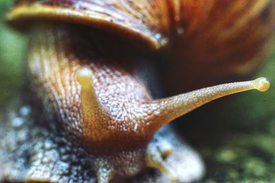 Macro shot of snail