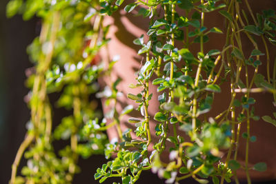Close-up of fresh green plant