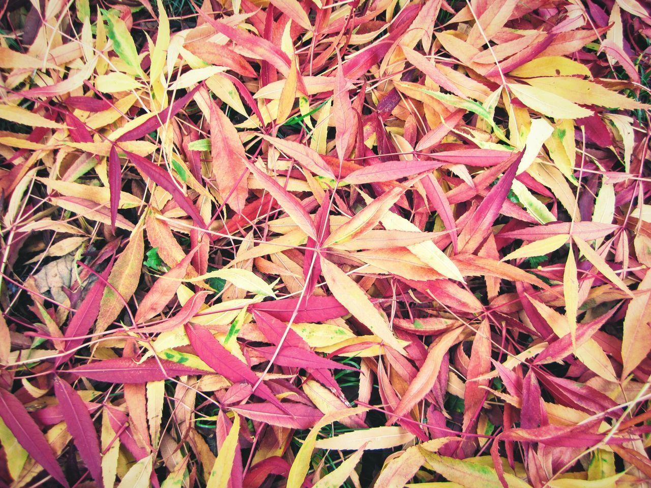 FULL FRAME SHOT OF LEAVES ON FIELD