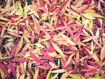 Full frame shot of autumnal leaves on field