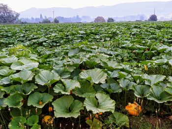 Plants growing on field