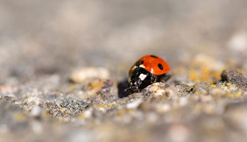 Close-up of ladybug on land