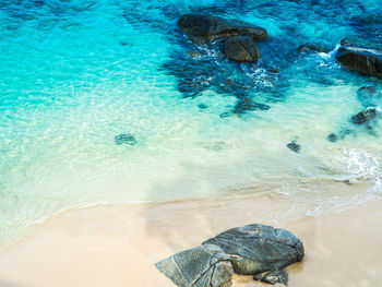 High angle view of tortoise swimming in sea