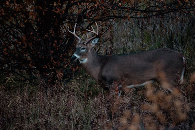 Close-up of deer on field