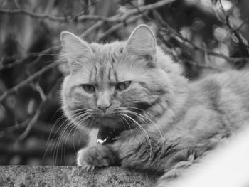 Close-up portrait of cat relaxing outdoors