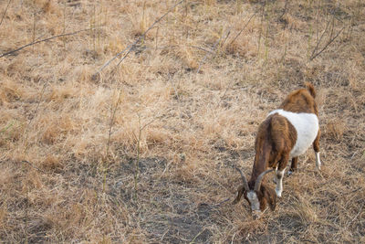 View of dog walking on field