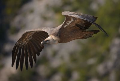 Close-up of eagle flying