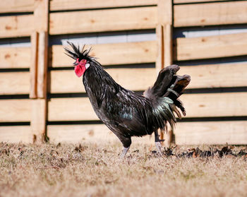 Close-up of rooster