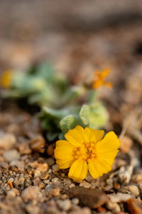 Close-up of yellow flowering plant on field