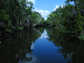 Canal amidst trees in forest against sky