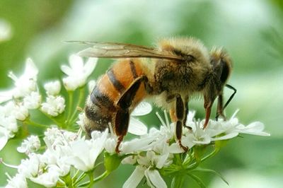 Close-up of bee on flower