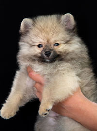 Close-up of cute puppy against black background