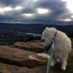 Close-up of dog standing on landscape against sky