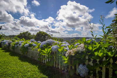 Plants growing on field against sky