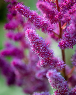 Close-up of pink flowering plant