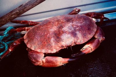 High angle view of crabs on table