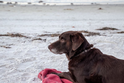 Dog looking at sea shore