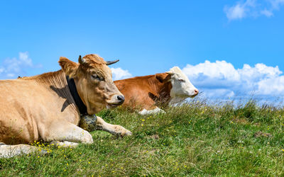 Cow in a field