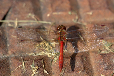 Close-up of insect