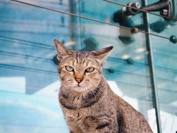 Close-up portrait of cat