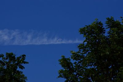 Low angle view of trees against blue sky