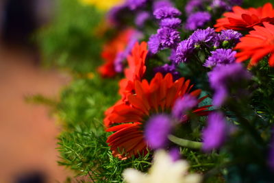 Close-up of red flowering plant