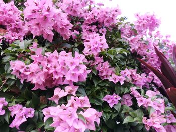 Close-up of pink flowering plants