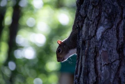 Close-up of squirrel on tree trunk