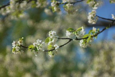 Close-up of white cherry blossom tree