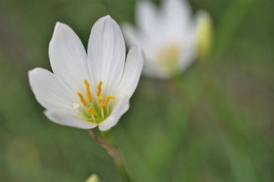 Close-up of white daisy flower