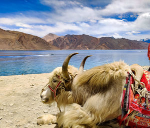 Yalk sitting near pangong lake, leh ladakh india