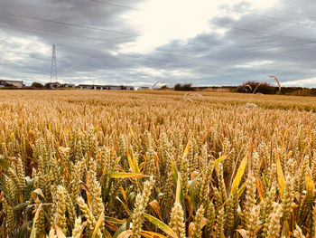 Cereal crop