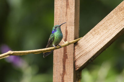 Close-up of bird perching on branch