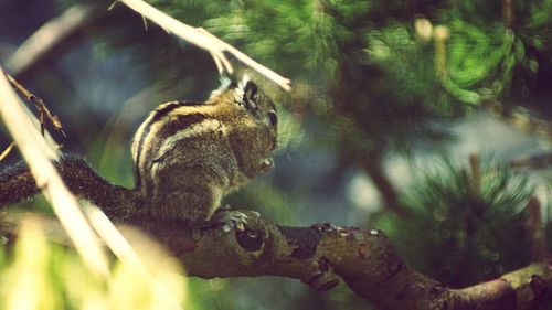 Side view of a squirrel on branch