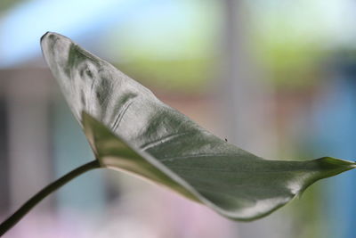 Close-up of a horse