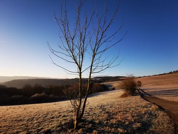 Bare tree on field against clear sky