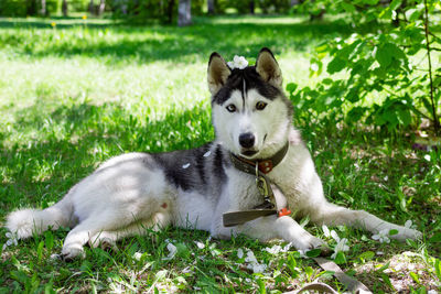 Portrait of smiling grey and white husky dog in a garden with blossom white flowers of apple tree.